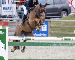 jumper Ferrari (KWPN (Royal Dutch Sporthorse), 2010, from Zirocco Blue)