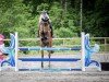 Springpferd Heartline (Norwegisches Warmblut, 2017, von Heartbeat)