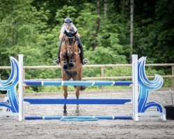 Springpferd Heartline (Norwegisches Warmblut, 2017, von Heartbeat)