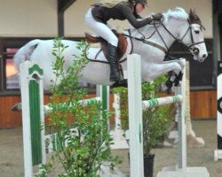 Springpferd Cross Word (Tinker / Irish Cob / Gypsy Vanner, 2000)