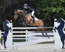 jumper Nino 271 (Oldenburg show jumper, 2008, from Nintender)