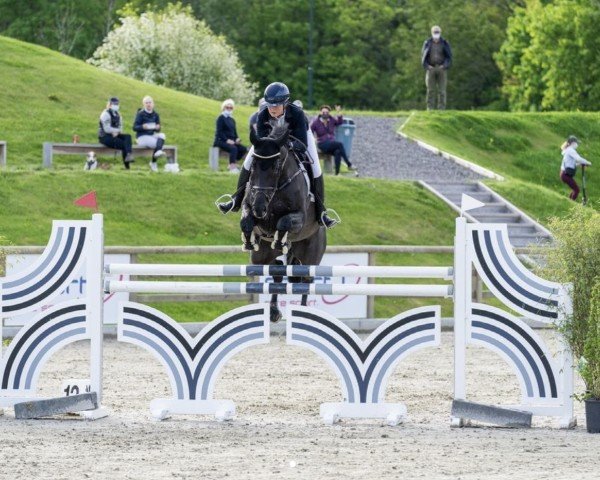 Springpferd S.e. Estelle (Dänisches Warmblut, 2012, von Favorit Ask)