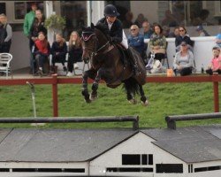 stallion Sandro's Adel (Oldenburg show jumper, 2010, from Sandro Boy)