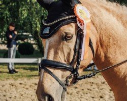 dressage horse Timms Charming Boy (German Riding Pony, 2012, from FS Chambertin)