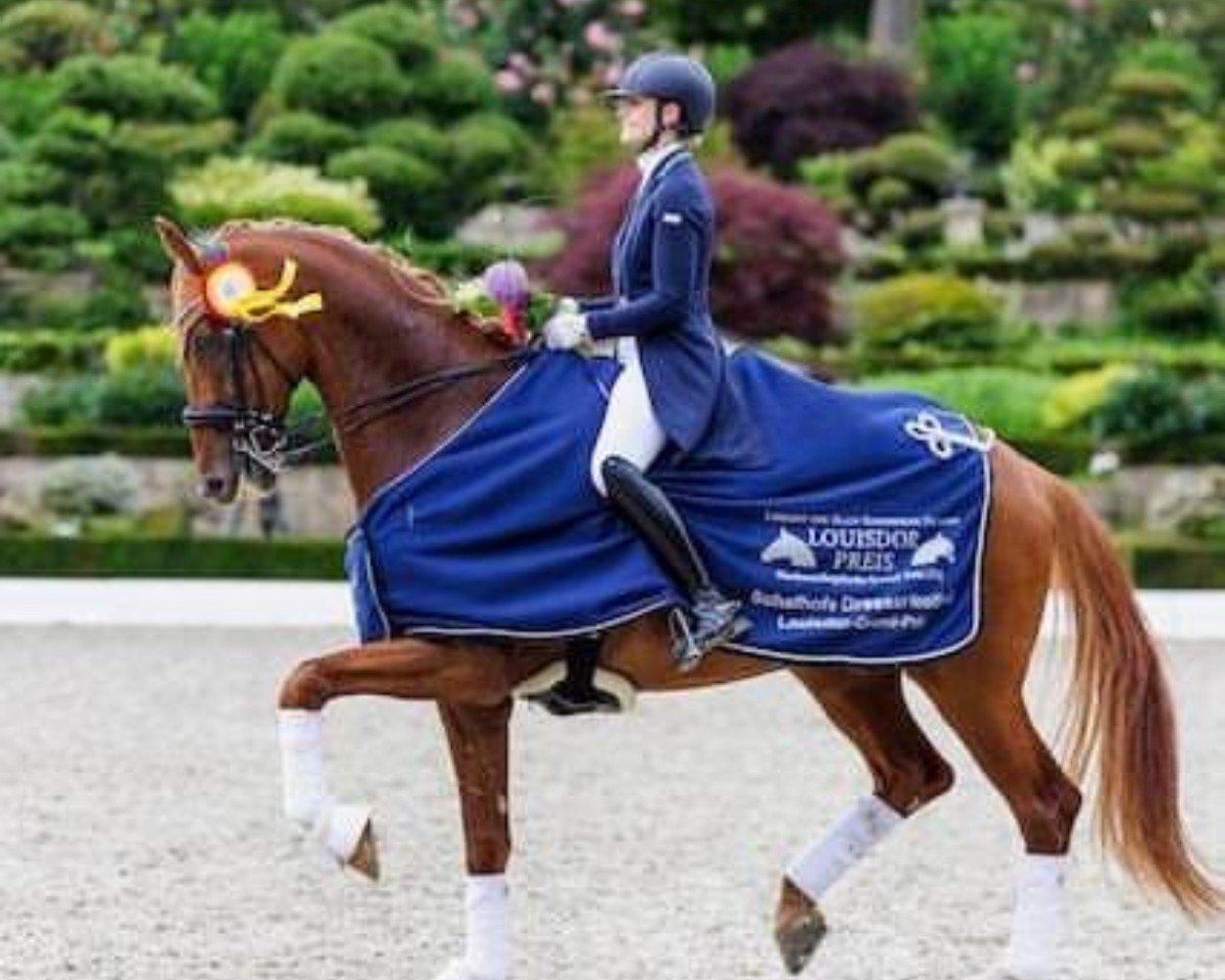 dressage horse DSP Sheldon Cooper (German Sport Horse, 2015, from Sezuan)