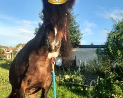 Pferd Queenie (Tinker / Irish Cob / Gypsy Vanner, 2008)