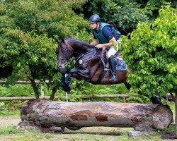 stallion Lucan (Trakehner, 2018, from Desirao xx)