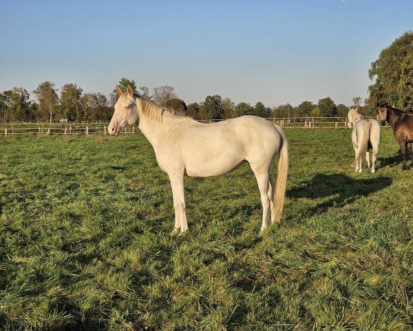 Pferd Smilla (Mecklenburger, 2022, von Snowy's Cristobal xx)