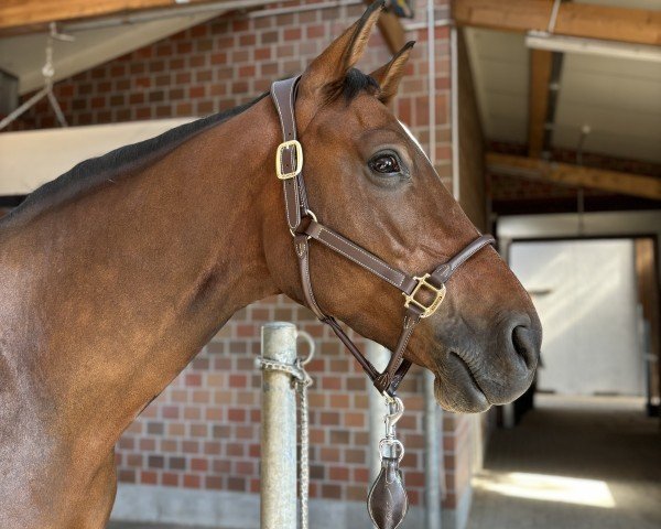 jumper Dauerbrenner M (Hanoverian, 2019, from Diacontinus)