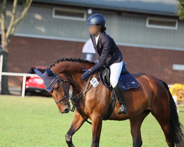 Springpferd Sanaya 3 (Deutsches Sportpferd, 2018, von Samba Hit I)