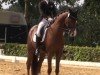 dressage horse Shemar (Rhinelander, 2009, from Sir Donnerhall I)