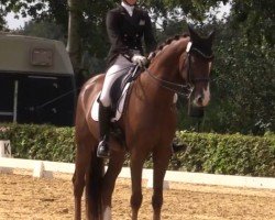 dressage horse Shemar (Rhinelander, 2009, from Sir Donnerhall I)