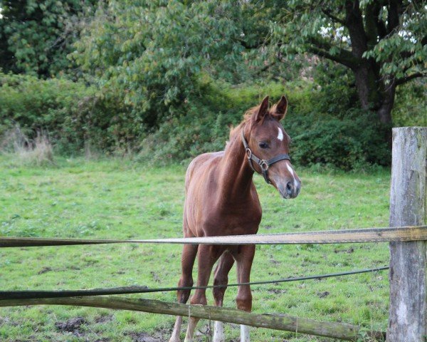 foal by Feine Zimtschnecke (Hanoverian, 2024, from Fiji)