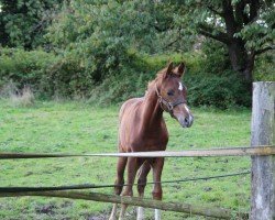 foal by Feine Zimtschnecke (Hanoverian, 2024, from Fiji)