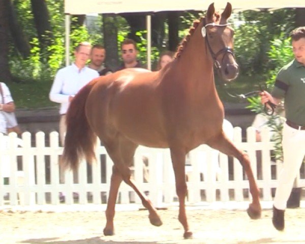 dressage horse Vanilla (Hanoverian, 2018, from Vitalis)