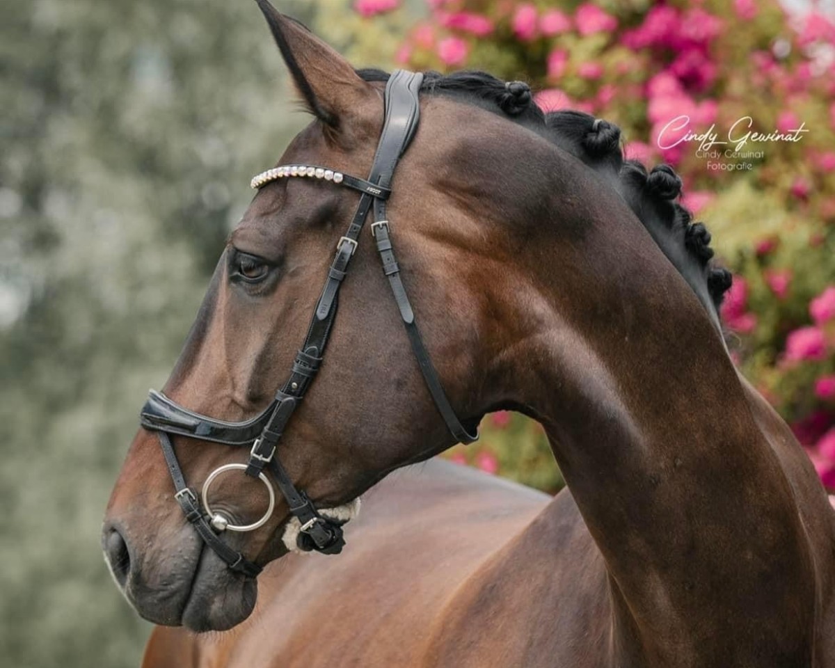 dressage horse Zampano 91 (German Sport Horse, 2015, from Zansibar)