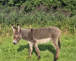 Springpferd Stagoldino L (Deutsches Sportpferd, 2017, von Stakkato Gold)