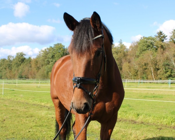 jumper Chiacolina (Oldenburg show jumper, 2019, from Tangelo van de Zuuthoeve)