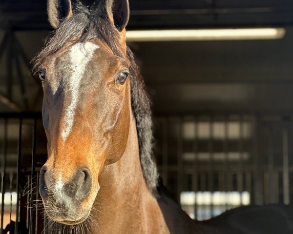 Springpferd Dominic Z (Zangersheide Reitpferd, 2017)