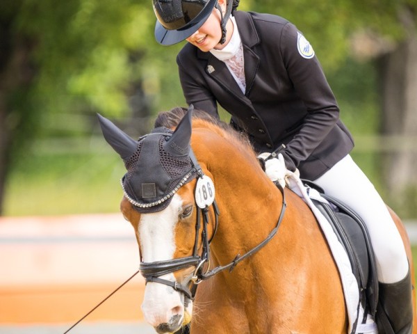 dressage horse Mrs. Probz (German Riding Pony, 2011, from The Braes My Mobility)