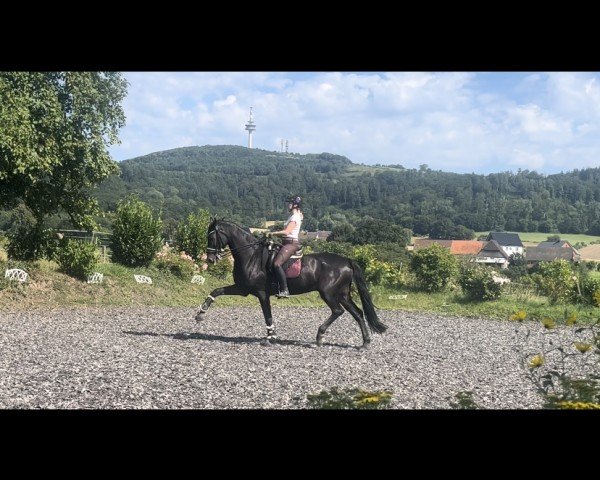 dressage horse Check Me (Holsteiner, 2009, from Cormint)