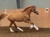 dressage horse Don Royal 16 (German Riding Pony, 2019, from Kastanienhof Donnertrommler)