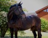 dressage horse Francesca (Westphalian, 2009, from Fifty Cent)