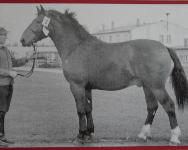 Deckhengst Falter Mo 1164 (Schweres Warmblut, 1959, von Freidenker Mo 1088)