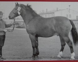 stallion Falter Mo 1164 (Heavy Warmblood, 1959, from Freidenker Mo 1088)