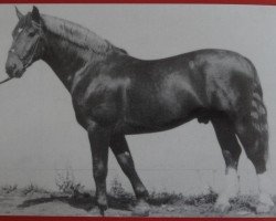 stallion Freidenker Mo 1088 (Alt-Oldenburger / Ostfriesen, 1953, from Freimut 2105)