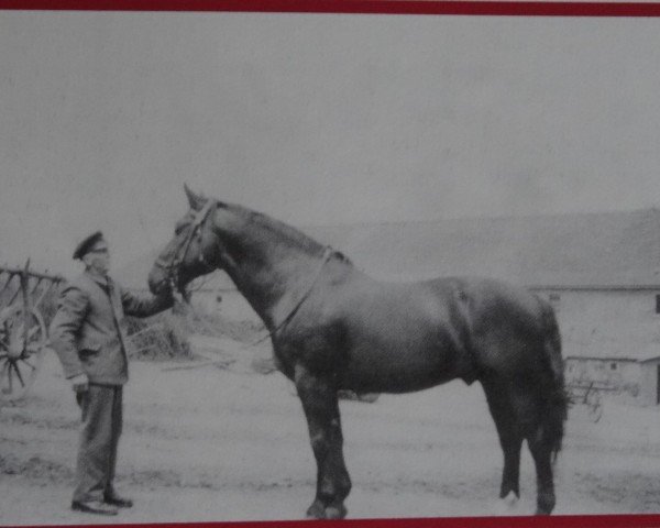 stallion Esau Mo 369 (Oldenburg, 1945, from Elmer 3690)