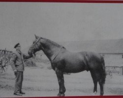 stallion Esau Mo 369 (Oldenburg, 1945, from Elmer 3690)