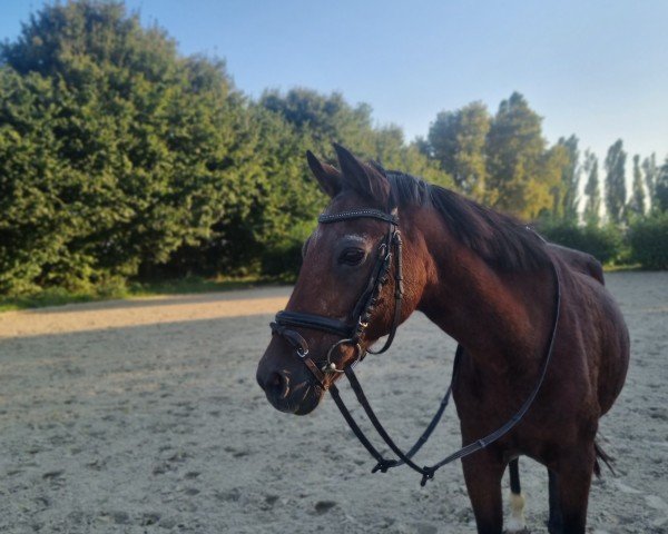 broodmare Kiss Me (German Riding Pony, 1996, from Leuth Koriolan)