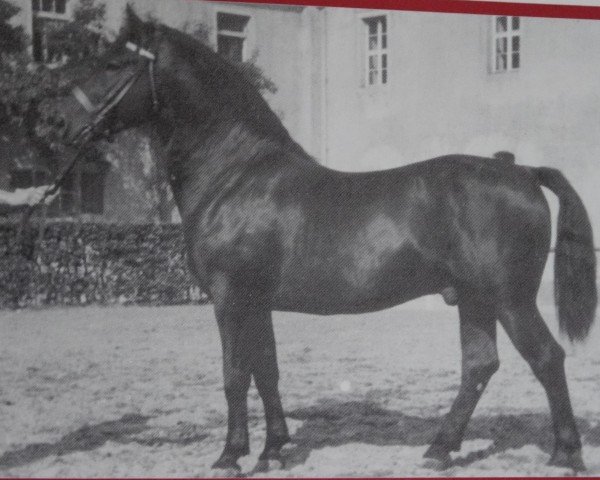 Deckhengst Senatus Mo 458 (Schweres Warmblut, 1946, von Sekretär Mo 128)