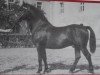 stallion Senatus Mo 458 (Heavy Warmblood, 1946, from Sekretär Mo 128)