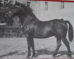 stallion Senatus Mo 458 (Heavy Warmblood, 1946, from Sekretär Mo 128)