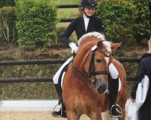 stallion Aladdin van het Bakkershof (Haflinger, 2003, from Attila)