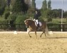 horse Sitara 20 (Haflinger, 2016, from Stilton)