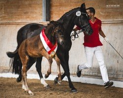 dressage horse Soraya Sa (Austrian Warmblood, 2022, from Sir Donnerhall I)