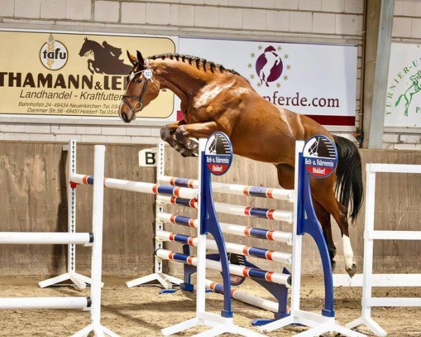 broodmare Ampuria S (Oldenburg show jumper, 2020, from Baggio 17)