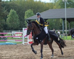 jumper Cobold (German Sport Horse, 2004, from Corum)