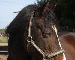 dressage horse Doolally Donkey (German Riding Pony, 2004, from Don Giovanni WS)