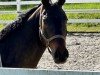 dressage horse Sir Beat (Rhinelander, 2010, from Sir Donnerhall I)