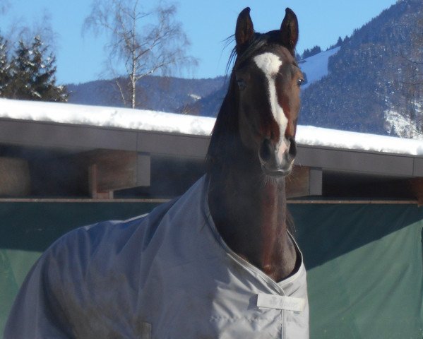 dressage horse Romina (Austrian Warmblood, 2014, from Rosarius)
