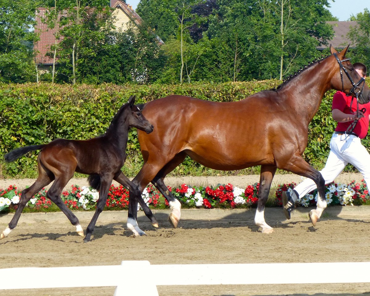 Springpferd Couronne D ´Or (Westfale, 2015, von Cornet Obolensky)