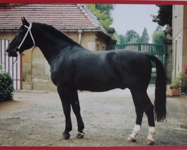 Deckhengst Eckhard (Schweres Warmblut, 1987, von Eros Mo 1222)