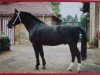 stallion Eckhard (Heavy Warmblood, 1987, from Eros Mo)