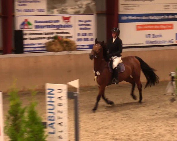 Reitturnier Behrendorf 2024