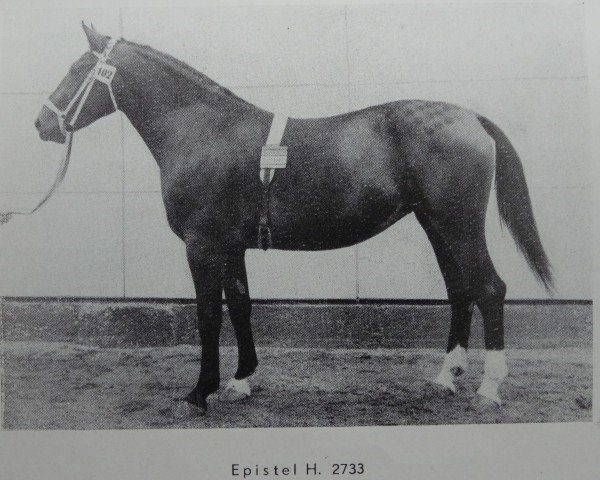 Zuchtstute Epistel H 2733 (Schweres Warmblut, 1961, von Friedolf Mo 1146)