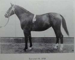 broodmare Epistel H 2733 (Heavy Warmblood, 1961, from Friedolf Mo 1146)